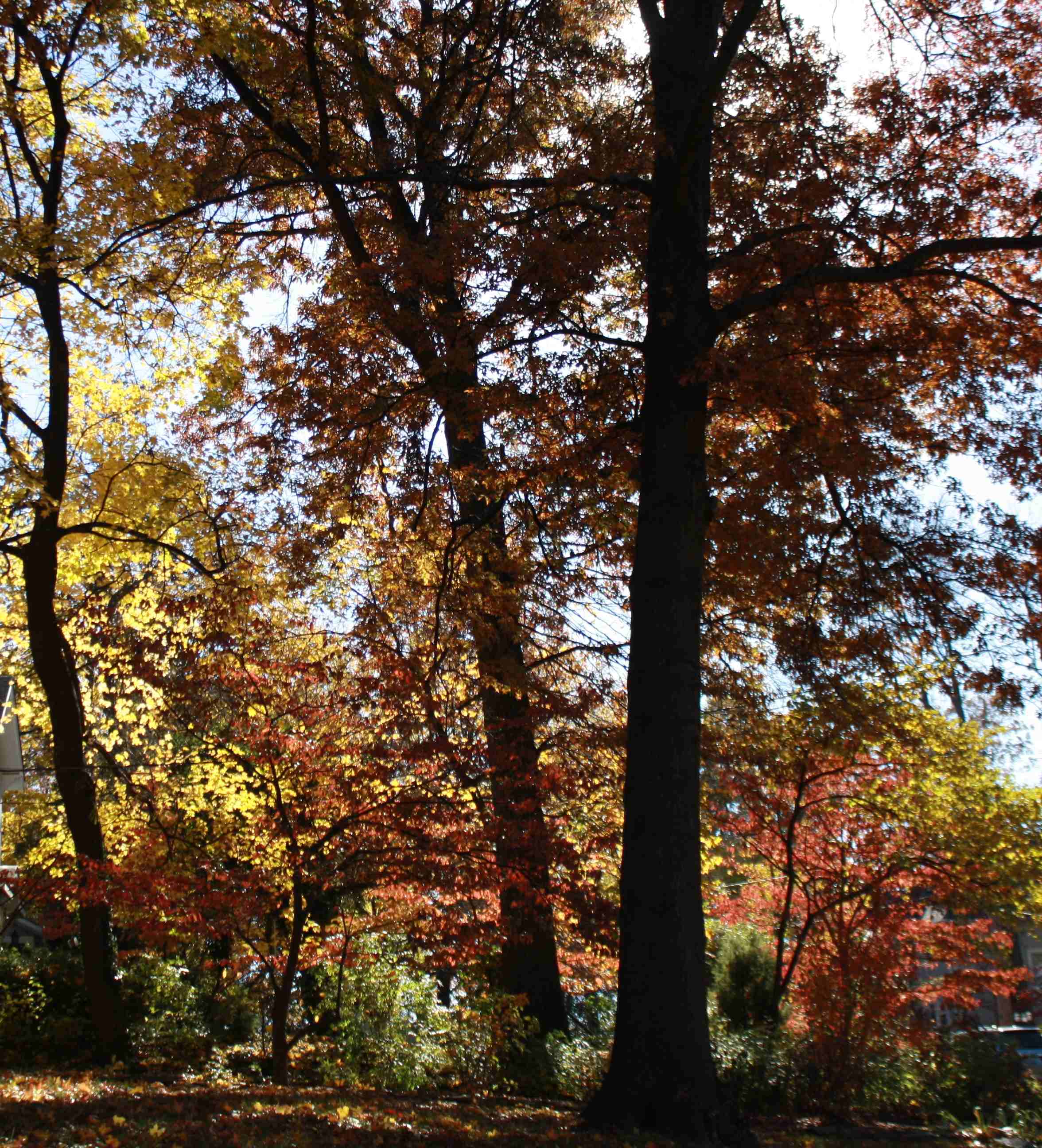 2013-11-09 Leaf Peeping.jpg